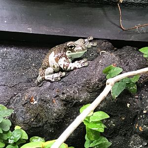 Tropical House - Amazon milk frog 081018