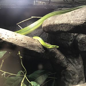 Tropical House - Red-tailed racer snake 081018