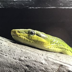 Tropical House - Red-tailed racer snake 081018