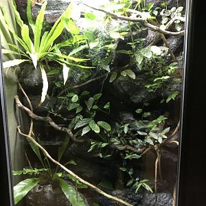 Tropical House - poison dart frog exhibit 081018