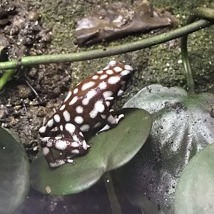 Tropical House - Maranon poison frog 081018
