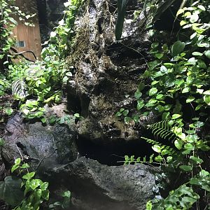 Tropical House - central tank including Trinidad stream frog 081018