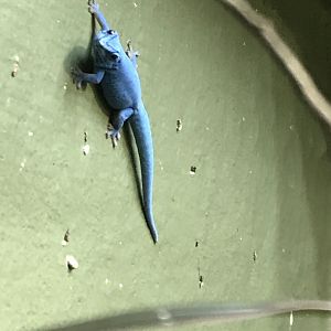 Tropical House - Electric blue day gecko 081018