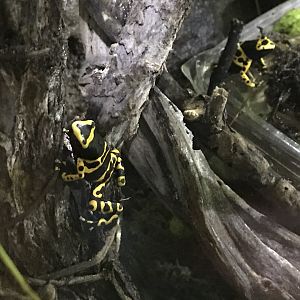 Tropical House - Yellow-banded poison dart frogs 081018
