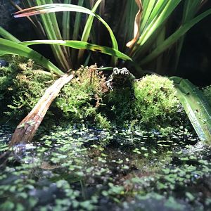 Tropical House - Oriental fire-bellied toad 081018