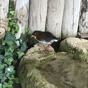 Red-and-white crake 081018