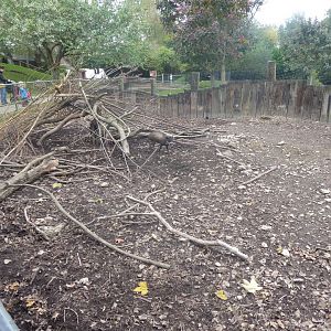 Visayan warty pigs enclosure 081018