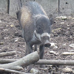 Visayan warty pig 081018