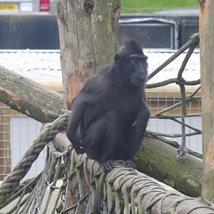 Sulawesi crested macaque 081018
