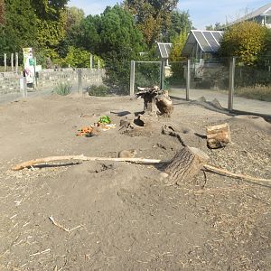 Black-tailed prairie dog exhibit 171018
