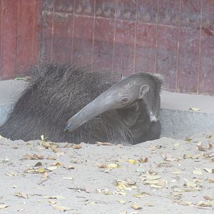 Giant anteater 171018