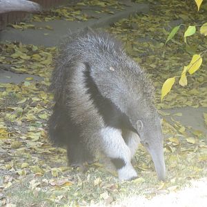 Giant anteater juvenile 171018