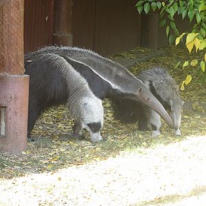 Giant anteaters 171018