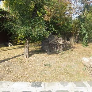 Giant anteater enclosure 171018