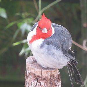 America Tropicana - Red-crested cardinal 171018