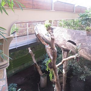 America Tropicana 171018