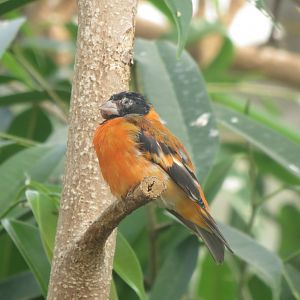 America Tropicana - Red siskin  171018