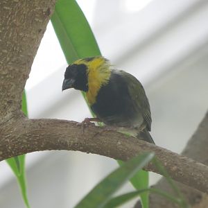 America Tropicana - Cuban grassquit 171018