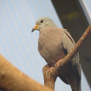 America Tropicana - Croaking ground dove 171018