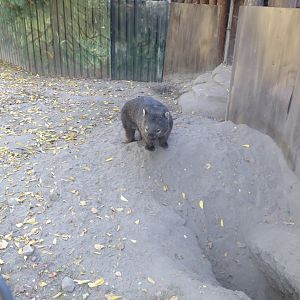 Tasmanian wombat 171018