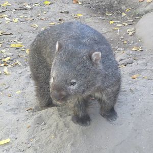 Tasmanian wombat 171018