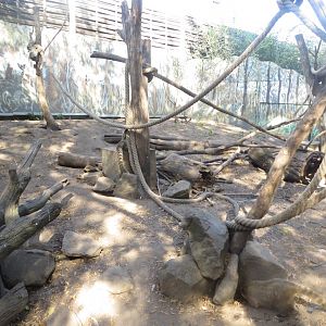 Coati exhibit 171018