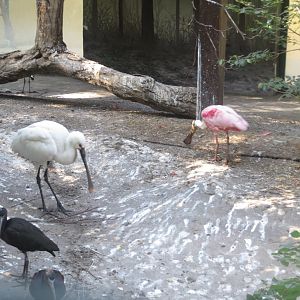 Mixed large wading bird exhibit 171018