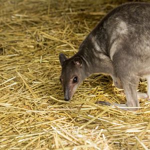 White-striped dorcopsis, Dorcopsis hageni