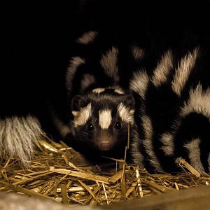 Eastern spotted skunk, Spilogale putorius