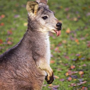 Eastern wallaroo, Osphranter robustus robustus