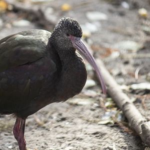 White-faced ibis, Plegadis chihi