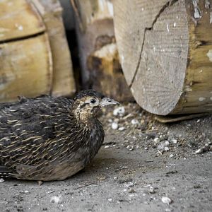 Chilean tinamou, Nothoprocta perdicaria