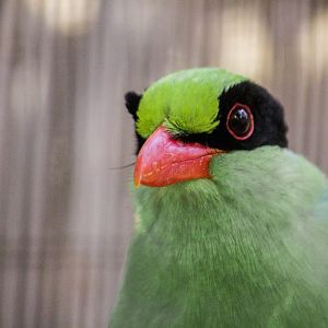 Green magpie, Cissa chinensis