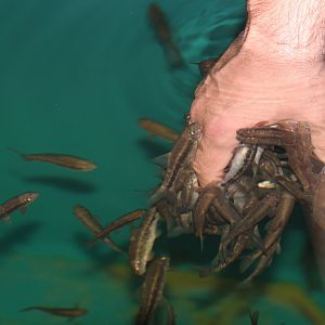 Skin-eating fish, September 2018