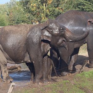 Asian Elephant herd, September 2018