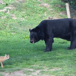 Asian Black Bear, and Corsac Fox