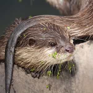 Asian Short-clawed Otter