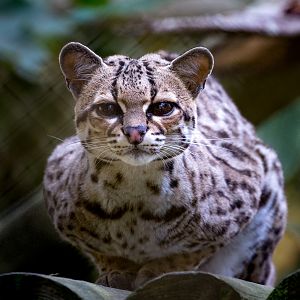 Margay : Howletts : 07 Oct 2018
