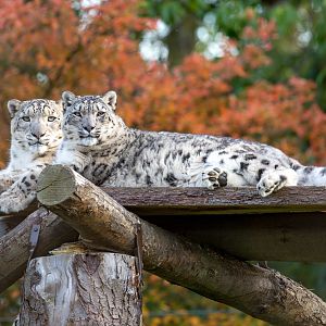 Snow leopard : Howletts : 07 Oct 2018
