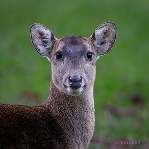 Hog deer : Howletts : 07 Oct 2018