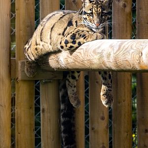 Clouded leopard : Wingham : 07 Oct 2018