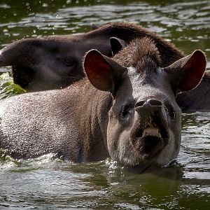South American tapir : Wingham : 07 Oct 2018