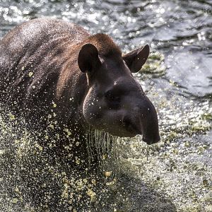 South American tapir : Wingham : 07 Oct 2018