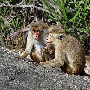 Toque macaques