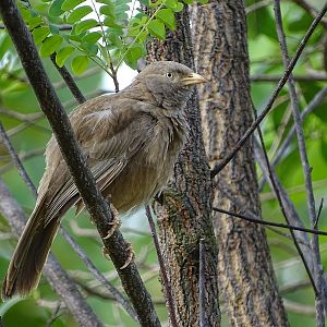 Yellow-billed babbler