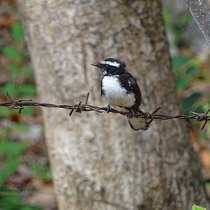 White-browed fantail