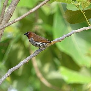 Scaly-breasted munia