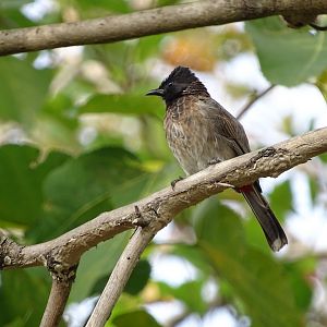 Red-vented bulbul