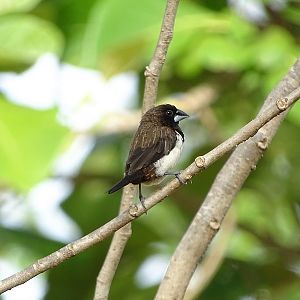 White-rumped munia