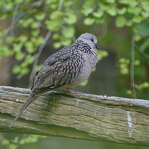 Western spotted dove